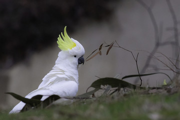 sulphur-crested cockatoo 02