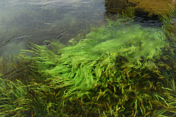 水草