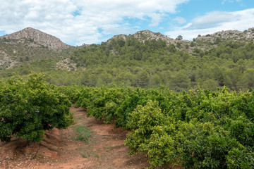 The desert of the palms under the blue sky