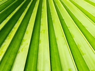 Green palm leaf.  Lines and angles on palm leaf, geometry.  Full frame shot of palm leaf background, tropical palm frond.