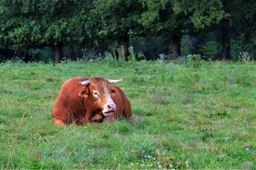 Vaches Limousines.