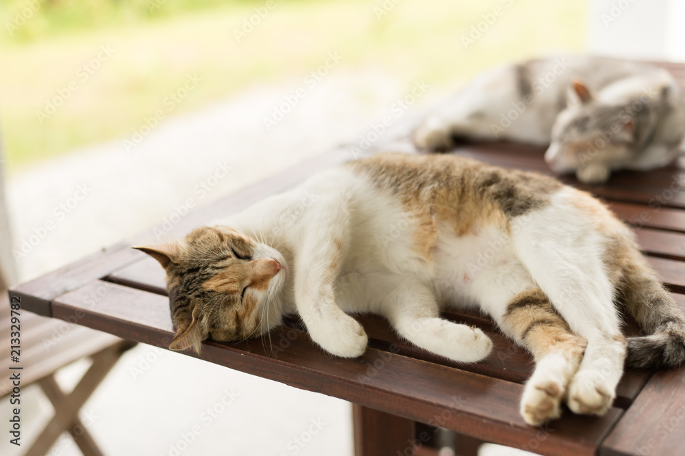 Canvas Prints little cat doze