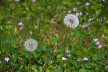 タンポポ04