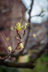 Blossoming buds of pear tree.
