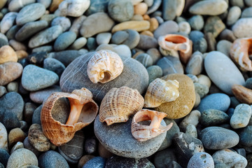 broken shells and smooth pebble stones on the seashore