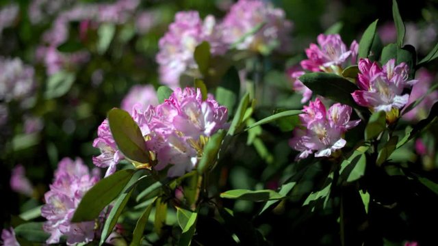 Violet rhododendron blooms against the background of green grass