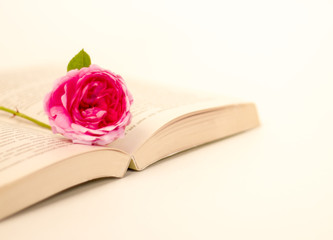 fresh roses and a book on a blank background