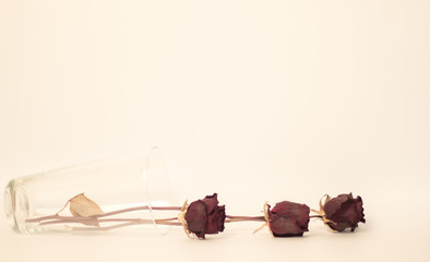 dried roses in a glass on an empty background
