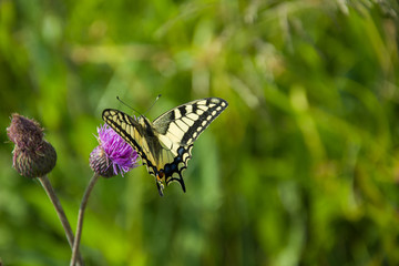 Old world swallowtail - closeup