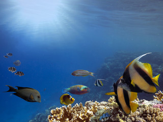 Underwater scene. Coral reef. Red Sea