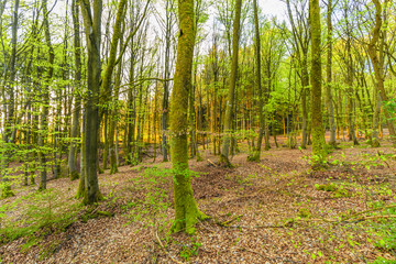 Obraz premium During sunrise awakening beech forest with soft green leaves in German Vulkaneifel in Gerolstein with Brown fallen leaves and by rain water eroded gullies