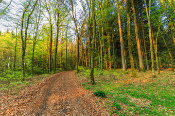 During sunrise awakening beech forest with soft green leaves in German Vulkaneifel in Gerolstein with Brown fallen leaves and by rain water eroded gullies