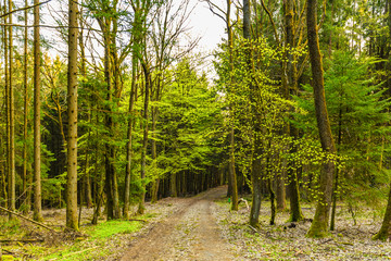 During sunrise awakening beech forest with soft green leaves in German Vulkaneifel in Gerolstein with Brown fallen leaves and by rain water eroded gullies