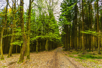 During sunrise awakening beech forest with soft green leaves in German Vulkaneifel in Gerolstein with Brown fallen leaves and by rain water eroded gullies