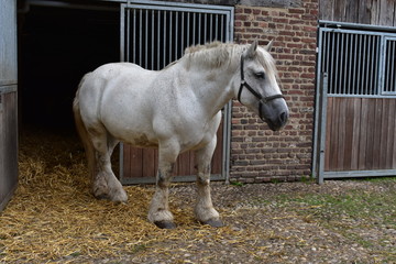 Pferd