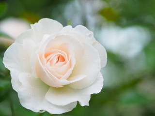 ローズガーデンの美しいバラ