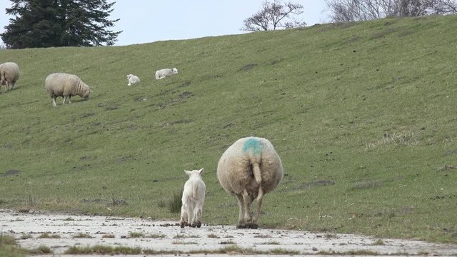 Sheep and lamb run away