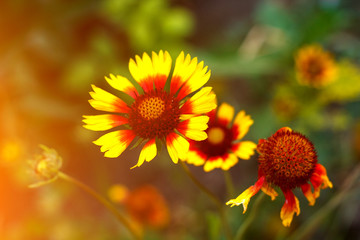 Beautiful bright  flower helenium on blooming green meadow