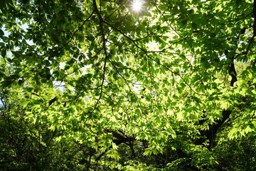 Fototapeta na wymiar 新緑の溢れる森