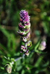 Salvia tesquicola purple flower buds, macro close up detail,  grass background, soft dark bokeh