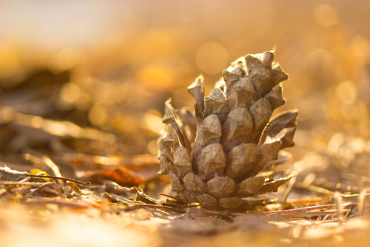 Pine cone close-up on blurred background
