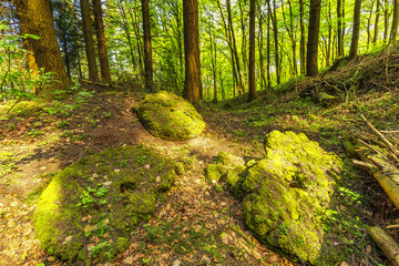 Beautiful spring forest landscape with in area of mill stone and ice caves and beech trees in volcanic Eifel at Roth, Gerolstein Germany