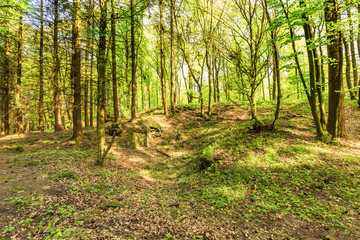 Beautiful spring forest landscape with in area of mill stone and ice caves and beech trees in volcanic Eifel at Roth, Gerolstein Germany
