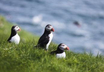 Three puffin birds with orange peckers and black and white bodies looking to the right while sitting on green grass with the blue ocean as blurry background on the island Mykines on the Faroe Islands