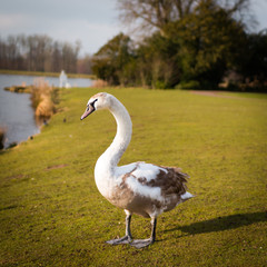 Ugly duckling turns into a swan