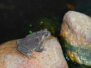 Asian Common Toad Sitting on a Rock near The Pond