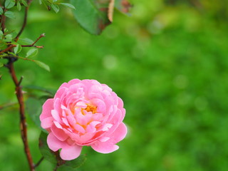 ローズガーデンの美しいピンクのバラ