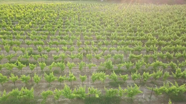 Aerial sunset footage of a vineyard in Provence, the South of France showing the grape vines, trees and back roads shot from a DJI Mavic Pro drone.