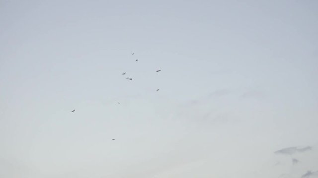 Crows flying in evening (INDIA) (4K) Moody | Pan Shot | SLO-MO | REC709