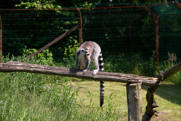 Ein Katta auf dem Ast sitzend und zur Seite blickend