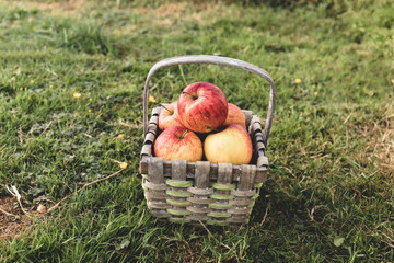 A straw basket full of apples lays on the grass
