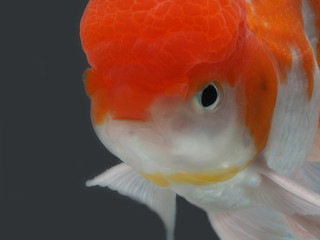 goldfish in isolated