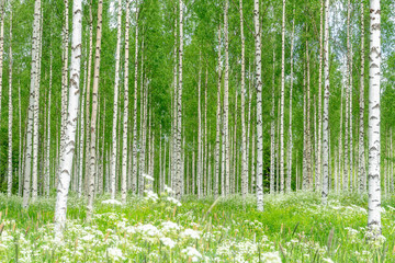 Birch trees and a green meadow in summer day in Finland