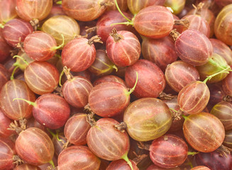 fresh berries of red gooseberries
