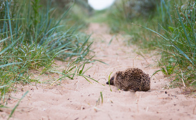 Obraz premium Hedgehog on the sand