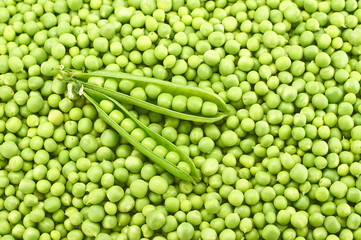 Fototapeta na wymiar Fresh young green peas healthy food