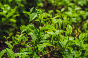 Green tea bud and fresh leaves. Tea plantations