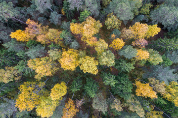 Aerial view of forest with fall foliage