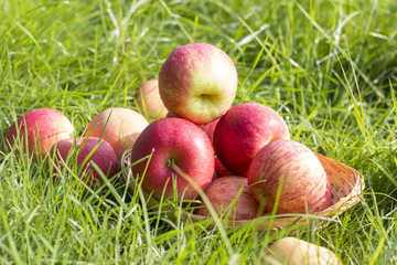 Fresh red Apples harvest on green grass in basket Close up