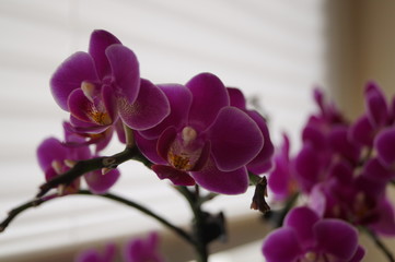 Obraz premium Orchidee