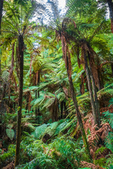 Giant ferns in redwood forest, Rotorua, New Zealand