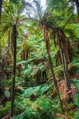 Foto op Plexiglas Reuzevarens in sequoiabos, Rotorua, Nieuw-Zeeland © daboost