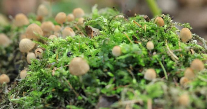 Pan over small muchrooms in bavarian forest with moss