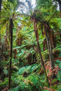 Giant ferns in redwood forest, Rotorua, New Zealand