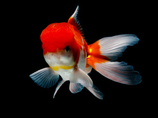 goldfish in isolated