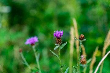 purple flower green shrub